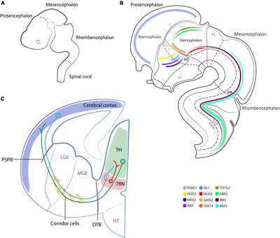 Cortico-thalamic development and disease: From cells, to circuits, to schizophrenia